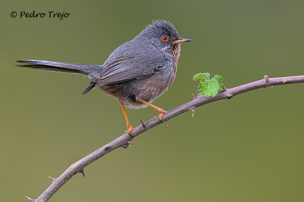 Curruca rabilarga (Sylvia undata)